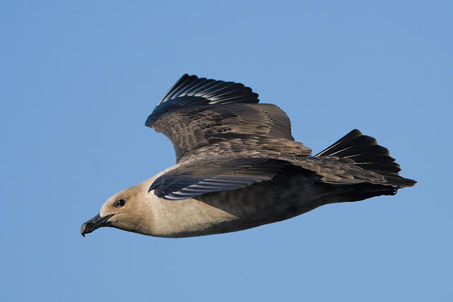 Skua.jpg